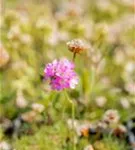 Zwerg-Grasnelke - Armeria juniperifolia