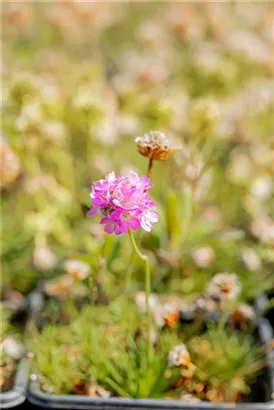 Zwerg-Grasnelke - Armeria juniperifolia