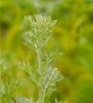 Echter Wermut - Artemisia absinthium