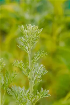 Echter Wermut - Artemisia absinthium