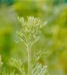 Echter Wermut - Artemisia absinthium