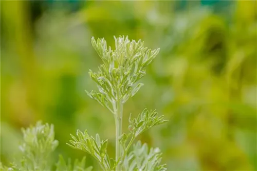 Echter Wermut - Artemisia absinthium