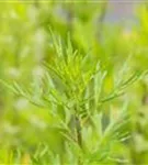 Gewöhnlicher Beifuß - Artemisia vulgaris