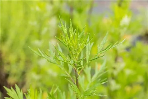 Gewöhnlicher Beifuß - Artemisia vulgaris