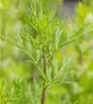 Gewöhnlicher Beifuß - Artemisia vulgaris