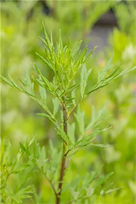 Gewöhnlicher Beifuß - Artemisia vulgaris