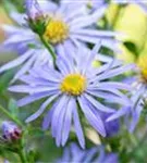 Frikarts Garten-Aster - Aster x frikartii 'Wunder von Stäfa'