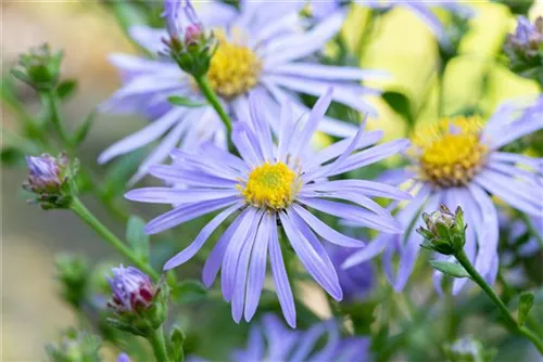 Frikarts Garten-Aster - Aster x frikartii 'Wunder von Stäfa'