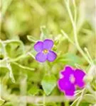 Garten-Blaukissen - Aubrieta deltoides 'Silberrand'