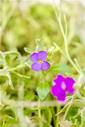 Garten-Blaukissen - Aubrieta deltoides 'Silberrand'