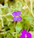 Garten-Blaukissen - Aubrieta deltoides 'Silberrand'