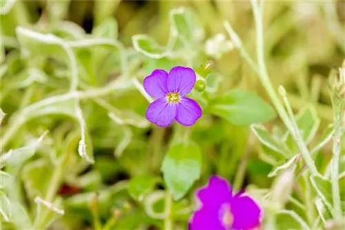 Garten-Blaukissen - Aubrieta deltoides 'Silberrand'