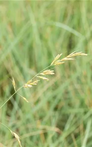 Avena-Helictotrichon sempervirens