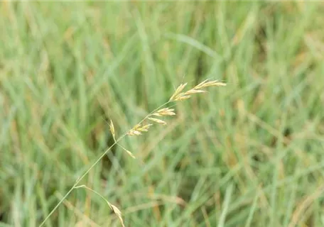 Avena-Helictotrichon sempervirens - Wiesen-Blaustrahlhafer