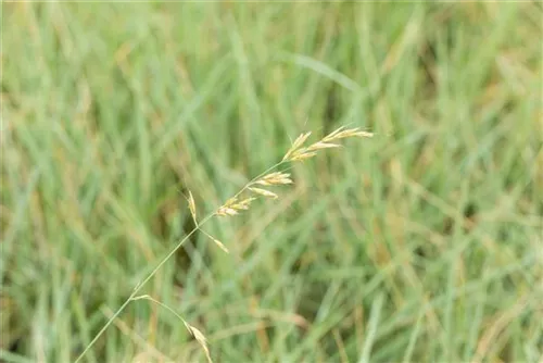 Wiesen-Blaustrahlhafer - Avena-Helictotrichon sempervirens