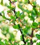 Grüne Heckenberberitze - Berberis thunbergii