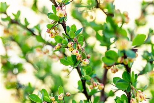 Grüne Heckenberberitze - Berberis thunbergii