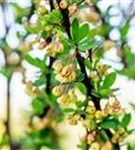 Grüne Heckenberberitze - Berberis thunbergii