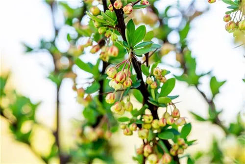 Grüne Heckenberberitze - Berberis thunbergii