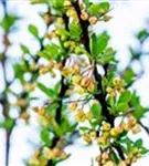 Grüne Heckenberberitze - Berberis thunbergii