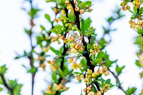 Grüne Heckenberberitze - Berberis thunbergii