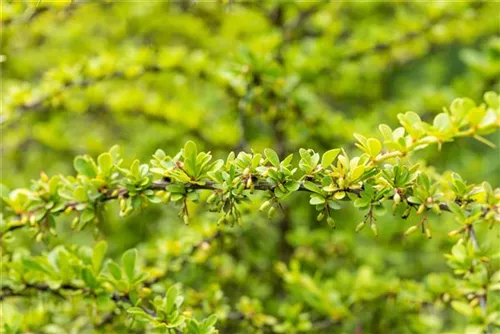 Grüne Heckenberberitze - Berberis thunbergii