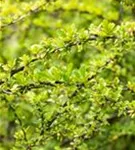 Grüne Heckenberberitze - Berberis thunbergii