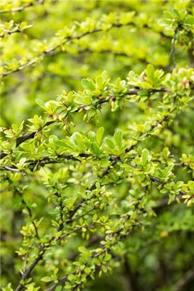 Grüne Heckenberberitze - Berberis thunbergii