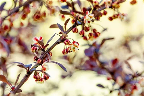 Rote Heckenberberitze - Berberis thunbergii 'Atropurpurea' - Heckenpflanzen