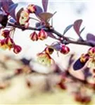 Rote Heckenberberitze - Berberis thunbergii 'Atropurpurea' - Heckenpflanzen