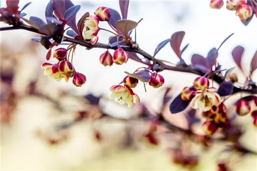 Rote Heckenberberitze - Berberis thunbergii 'Atropurpurea' - Heckenpflanzen