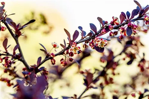 Rote Heckenberberitze - Berberis thunbergii 'Atropurpurea' - Heckenpflanzen