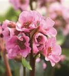 Garten-Bergenie - Bergenia cordifolia 'Herbstblüte'