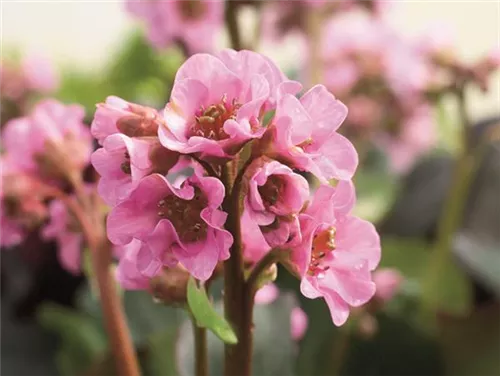 Garten-Bergenie - Bergenia cordifolia 'Herbstblüte'