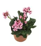 Garten-Bergenie - Bergenia cordifolia 'Herbstblüte'