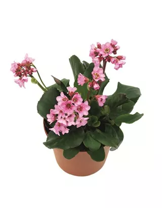 Garten-Bergenie - Bergenia cordifolia 'Herbstblüte'