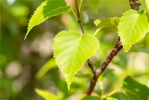 Goldbirke - Betula ermanii