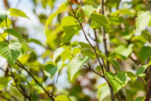 Goldbirke - Betula ermanii