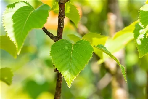 Goldbirke - Betula ermanii