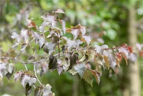 Blutbirke 'Purpurea' - Betula pendula 'Purpurea'