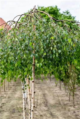 Trauerbirke - Betula pendula 'Youngii'