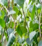 Trauerbirke - Betula pendula 'Youngii'