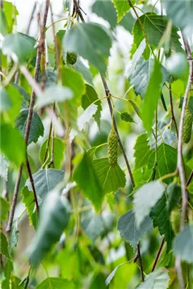 Trauerbirke - Betula pendula 'Youngii'