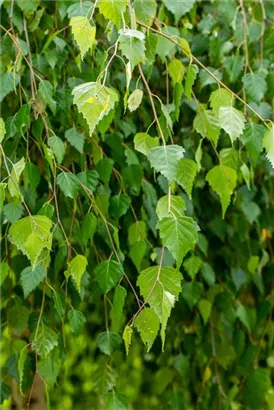 Trauerbirke - Betula pendula 'Youngii'