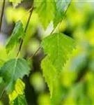 Trauerbirke - Betula pendula 'Youngii'