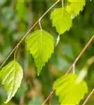 Trauerbirke - Betula pendula 'Youngii'