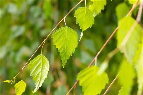 Trauerbirke - Betula pendula 'Youngii'