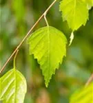 Trauerbirke - Betula pendula 'Youngii'