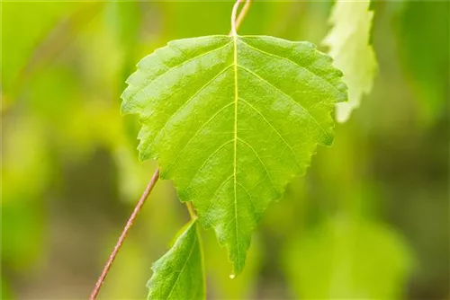 Trauerbirke - Betula pendula 'Youngii'