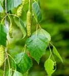 Trauerbirke - Betula pendula 'Youngii'